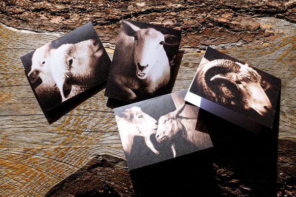 Farm Animal Greeting Card Set (4) - Blank Inside