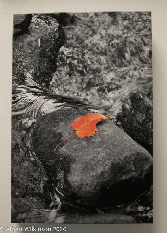Enhanced Paper Gallery Wrap, Leaf on a Rock