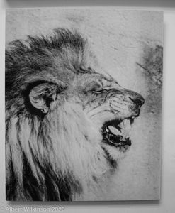 Metal Black and White Print Lion
