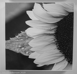 Enhanced Paper Gallery Wrap, Sunflower