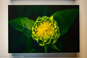 Enhanced Paper Gallery Wrap, Sunflower Bud