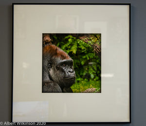 Framed Print, Gorilla