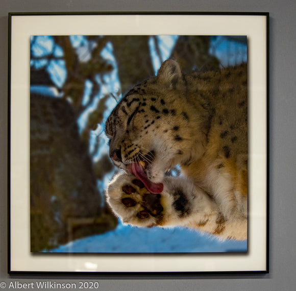 Framed Print, Snow Leopard