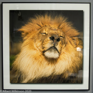 Framed Print, Lion