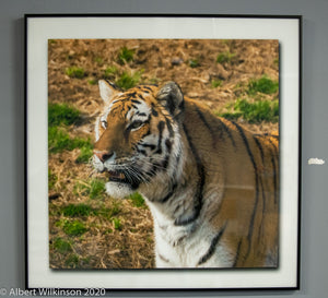 Framed Print, Tiger