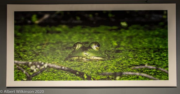 Canvas Gallery Wrap, Frog Pond